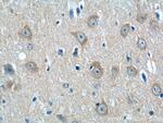 NMUR1 Antibody in Immunohistochemistry (Paraffin) (IHC (P))