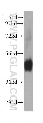 NMUR1 Antibody in Western Blot (WB)