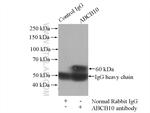 ABCB10 Antibody in Immunoprecipitation (IP)