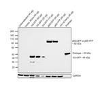 GFP Antibody