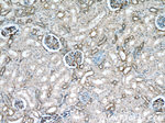 SEPT11 Antibody in Immunohistochemistry (Paraffin) (IHC (P))