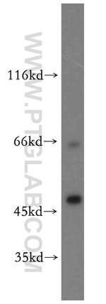 SEPT11 Antibody in Western Blot (WB)