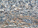 SEPT11 Antibody in Immunohistochemistry (Paraffin) (IHC (P))