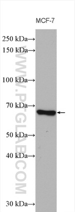 VANGL1 Antibody in Western Blot (WB)