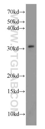 MORF4L2 Antibody in Western Blot (WB)