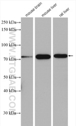 ERp72 Antibody in Western Blot (WB)