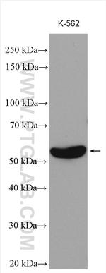 MPP1 Antibody in Western Blot (WB)