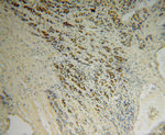 AHSA1 Antibody in Immunohistochemistry (Paraffin) (IHC (P))