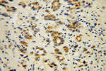 AHSA1 Antibody in Immunohistochemistry (Paraffin) (IHC (P))