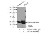 AHSA1 Antibody in Immunoprecipitation (IP)