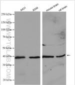 AHSA1 Antibody in Western Blot (WB)