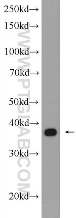 AHSA1 Antibody in Western Blot (WB)