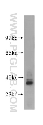 AHSA1 Antibody in Western Blot (WB)