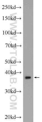 AHSA1 Antibody in Western Blot (WB)