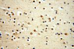 WRAP53 Antibody in Immunohistochemistry (Paraffin) (IHC (P))