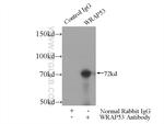 WRAP53 Antibody in Immunoprecipitation (IP)