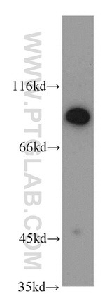 RNPEP Antibody in Western Blot (WB)