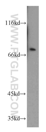 RNPEP Antibody in Western Blot (WB)