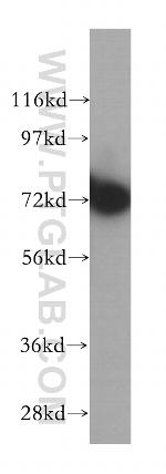 RNPEP Antibody in Western Blot (WB)