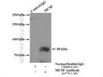 M-CSF Antibody in Immunoprecipitation (IP)