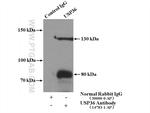 USP36 Antibody in Immunoprecipitation (IP)