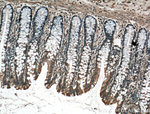 CBS Antibody in Immunohistochemistry (Paraffin) (IHC (P))