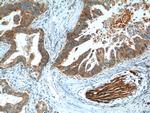 CBS Antibody in Immunohistochemistry (Paraffin) (IHC (P))