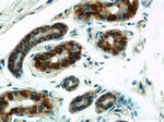 GOT2 Antibody in Immunohistochemistry (Paraffin) (IHC (P))