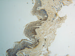 GOT2 Antibody in Immunohistochemistry (Paraffin) (IHC (P))