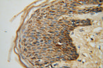 GOT2 Antibody in Immunohistochemistry (Paraffin) (IHC (P))