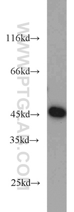 GOT2 Antibody in Western Blot (WB)