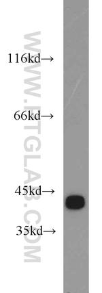 GOT2 Antibody in Western Blot (WB)