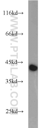 GOT2 Antibody in Western Blot (WB)