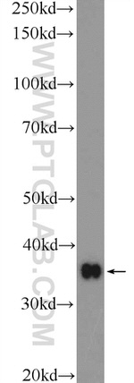 HMOX2 Antibody in Western Blot (WB)