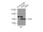 GIPC1 Antibody in Immunoprecipitation (IP)