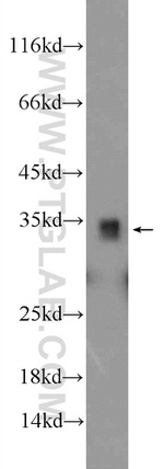 LDHB Antibody in Western Blot (WB)