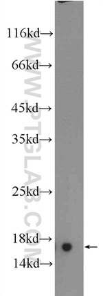 RPL35 Antibody in Western Blot (WB)