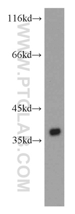 PIG3 Antibody in Western Blot (WB)