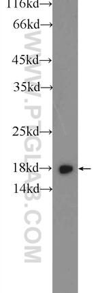 RPS24 Antibody in Western Blot (WB)