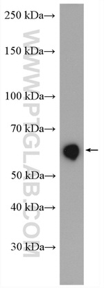 GLYR1 Antibody in Western Blot (WB)