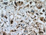 UBC9 Antibody in Immunohistochemistry (Paraffin) (IHC (P))