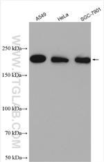 Myh9 Antibody in Western Blot (WB)