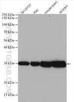 YWHAZ Antibody in Western Blot (WB)