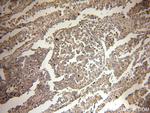 FADD Antibody in Immunohistochemistry (Paraffin) (IHC (P))