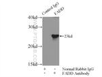 FADD Antibody in Immunoprecipitation (IP)