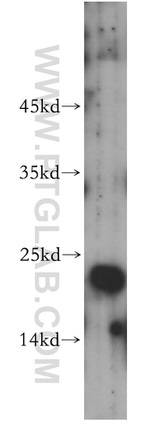 FADD Antibody in Western Blot (WB)