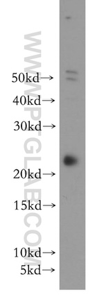 FADD Antibody in Western Blot (WB)