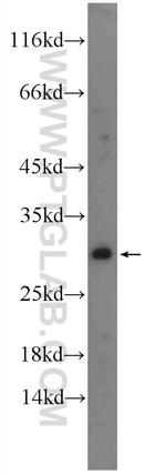 FADD Antibody in Western Blot (WB)