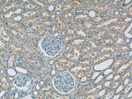 RPS26 Antibody in Immunohistochemistry (Paraffin) (IHC (P))