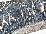 DDOST Antibody in Immunohistochemistry (Paraffin) (IHC (P))